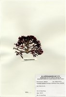 藏品(硬盾果藻)的圖片